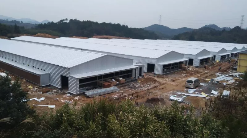 Steel Structure Poultry House